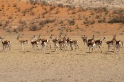 The springbok herd